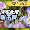 爱游戏-离谱！拉齐奥单刀错失备战社区盾上海申花战术微调备战社区盾，利物浦迎葡超关键赛